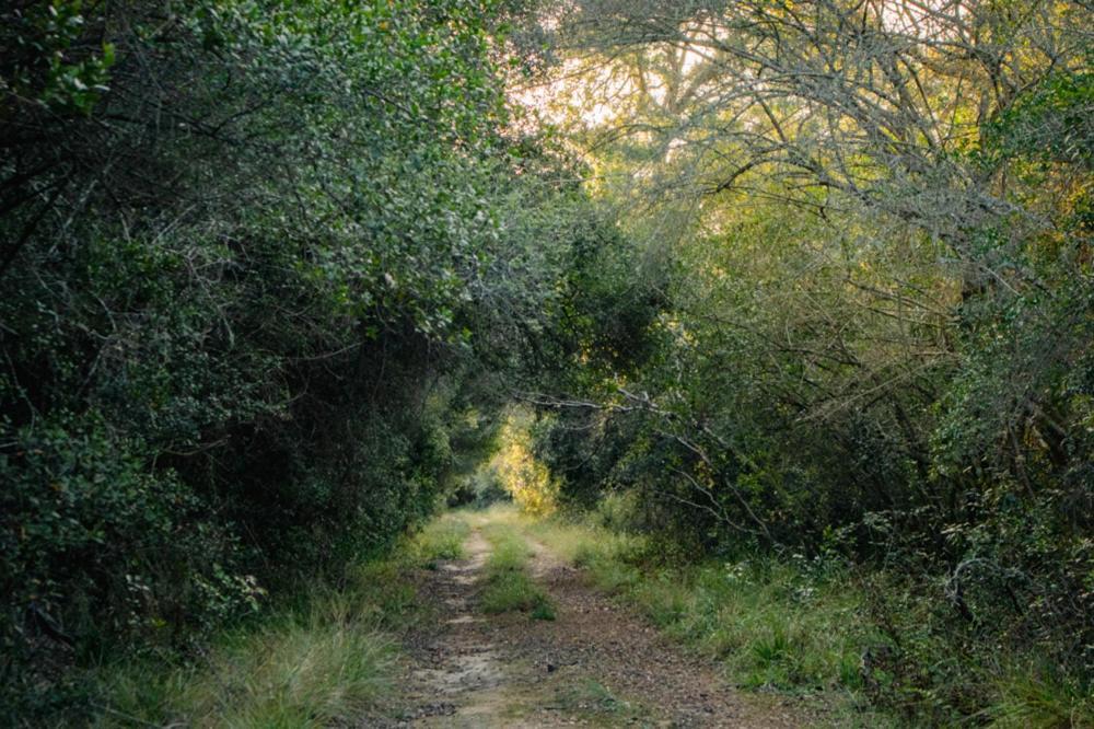 Forest Harmony Knysna Exterior foto